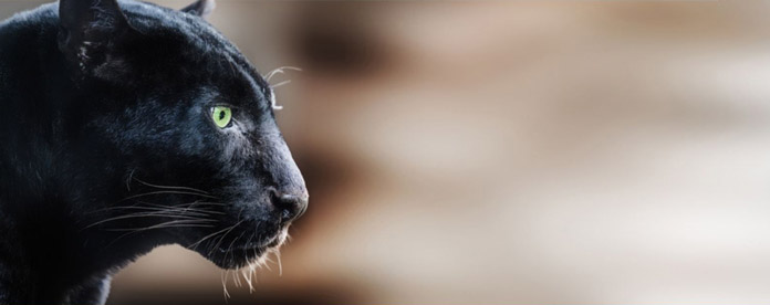 Schattenarbeit - ein Weg zu Heilung und Ganzheit