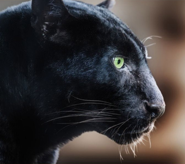 Schamanischer Workshop Schattenarbeit